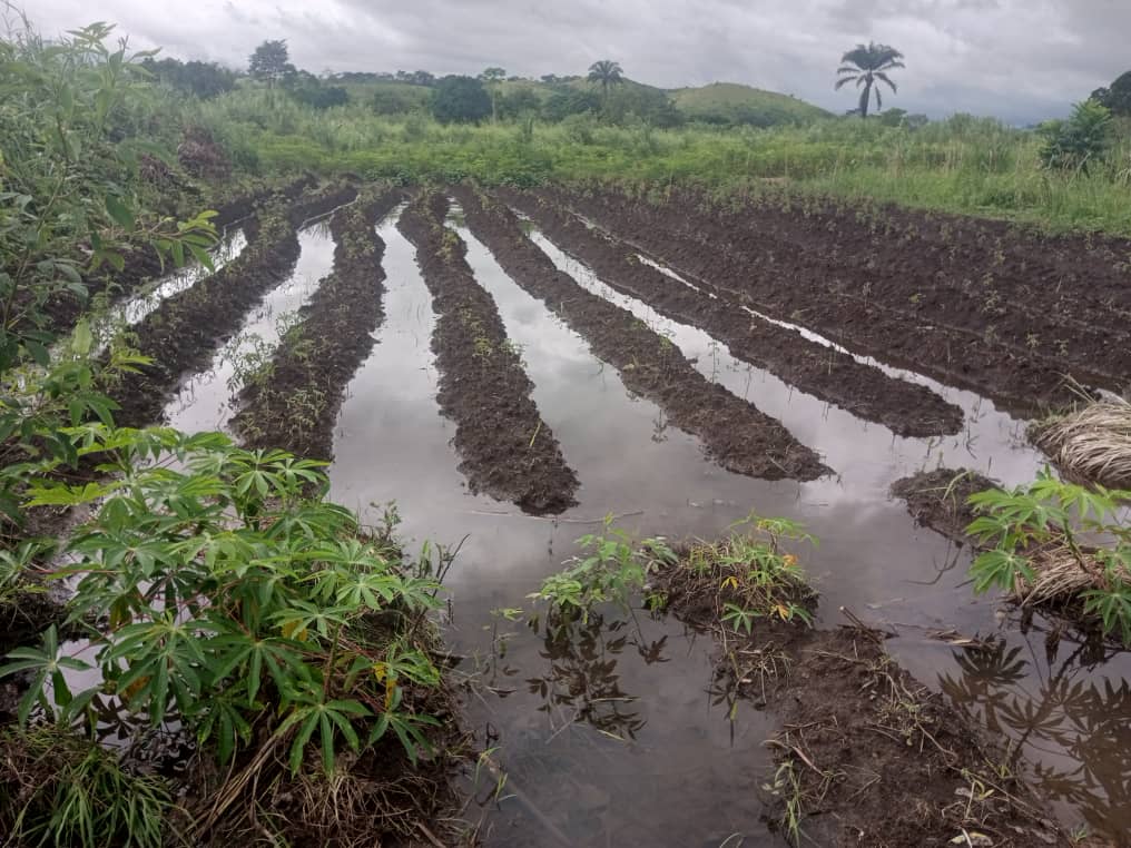 Mbanza-Ngungu : à Nkolo, des champs sous les eaux après une pluie torrentielle 8 IMG 20240423 WA0119