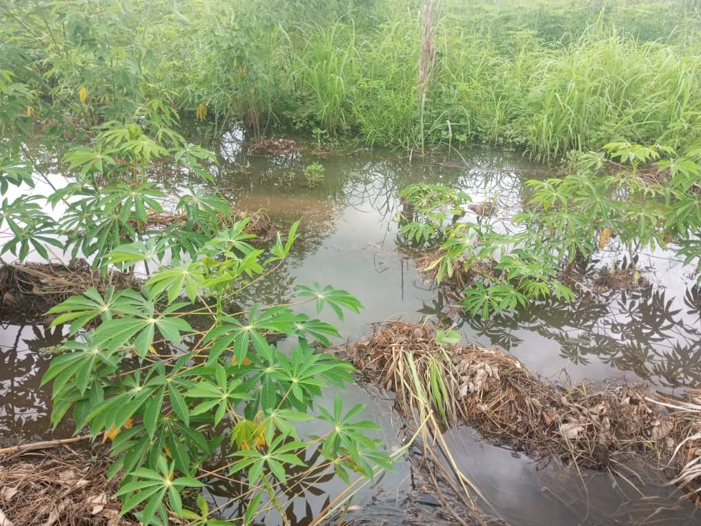 Mbanza-Ngungu : à Nkolo, des champs sous les eaux après une pluie torrentielle 7 IMG 20240423 WA0120