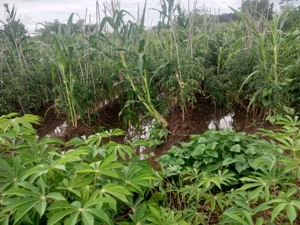 Mbanza-Ngungu : à Nkolo, des champs sous les eaux après une pluie torrentielle 4 IMG 20240423 WA0123