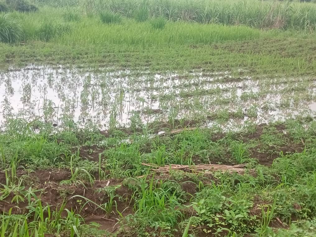 Mbanza-Ngungu : à Nkolo, des champs sous les eaux après une pluie torrentielle 1 IMG 20240423 WA0128