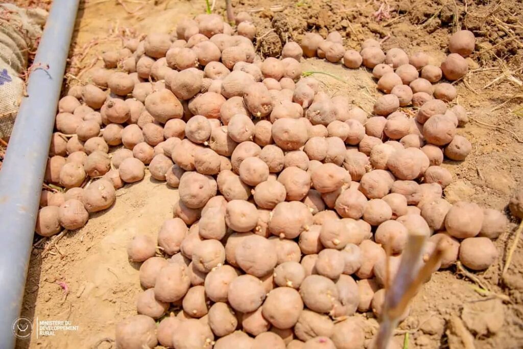 Relance de la culture de pommes de terre : le ministre Muhindo Nzangi donne le coup d’envoi d’un projet agricole novateur à Mbanza-Ngungu 1 IMG 20250411 WA0015